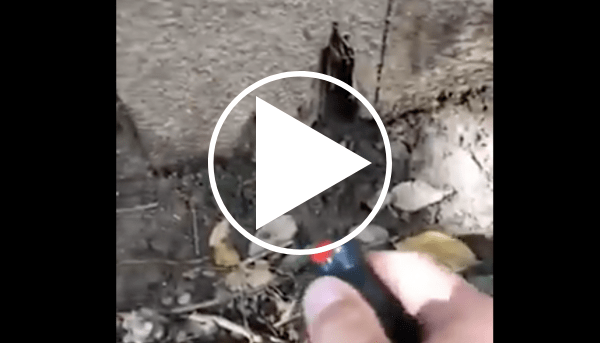 Wood Destroying Insect Inspection, Termite Inspection